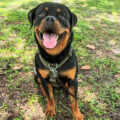 Rottweiler Dog Training | Certified Dog Trainer | Zenith Dog Training provides in-person private dog training in Vancouver, Washington